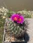 Preview: Gymnocactus beguinii